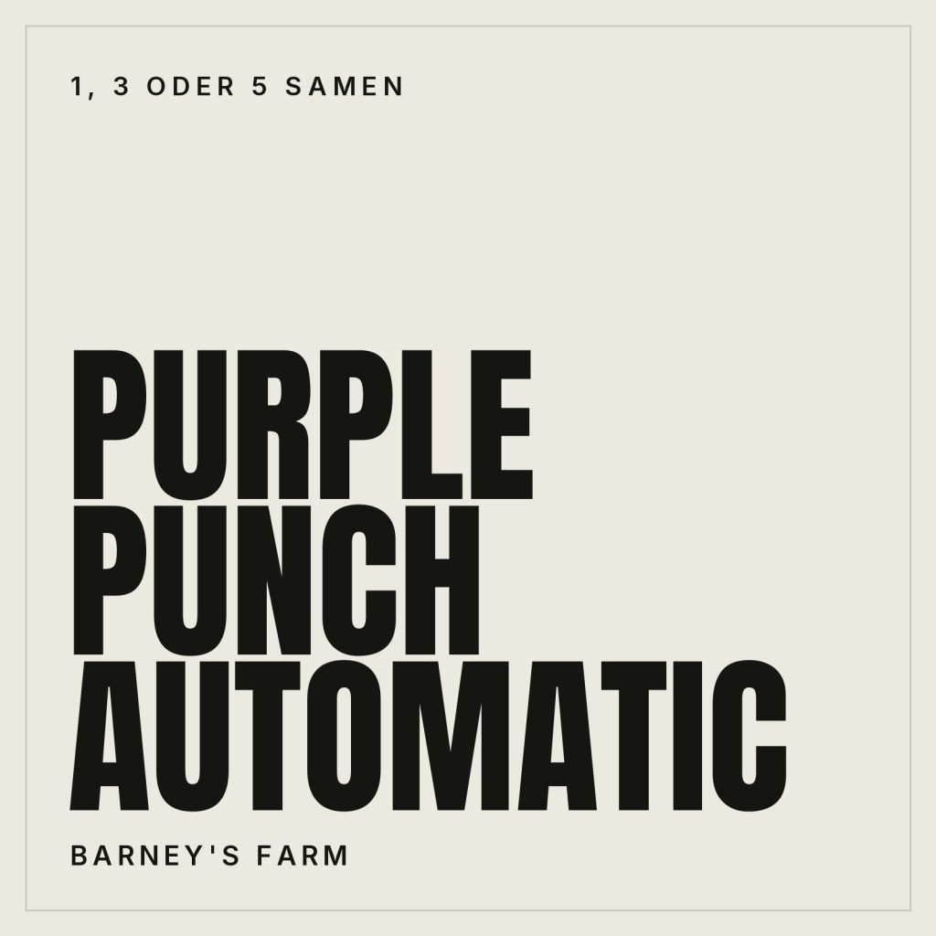 Barney's Farm Purple Punch Automatic Samen