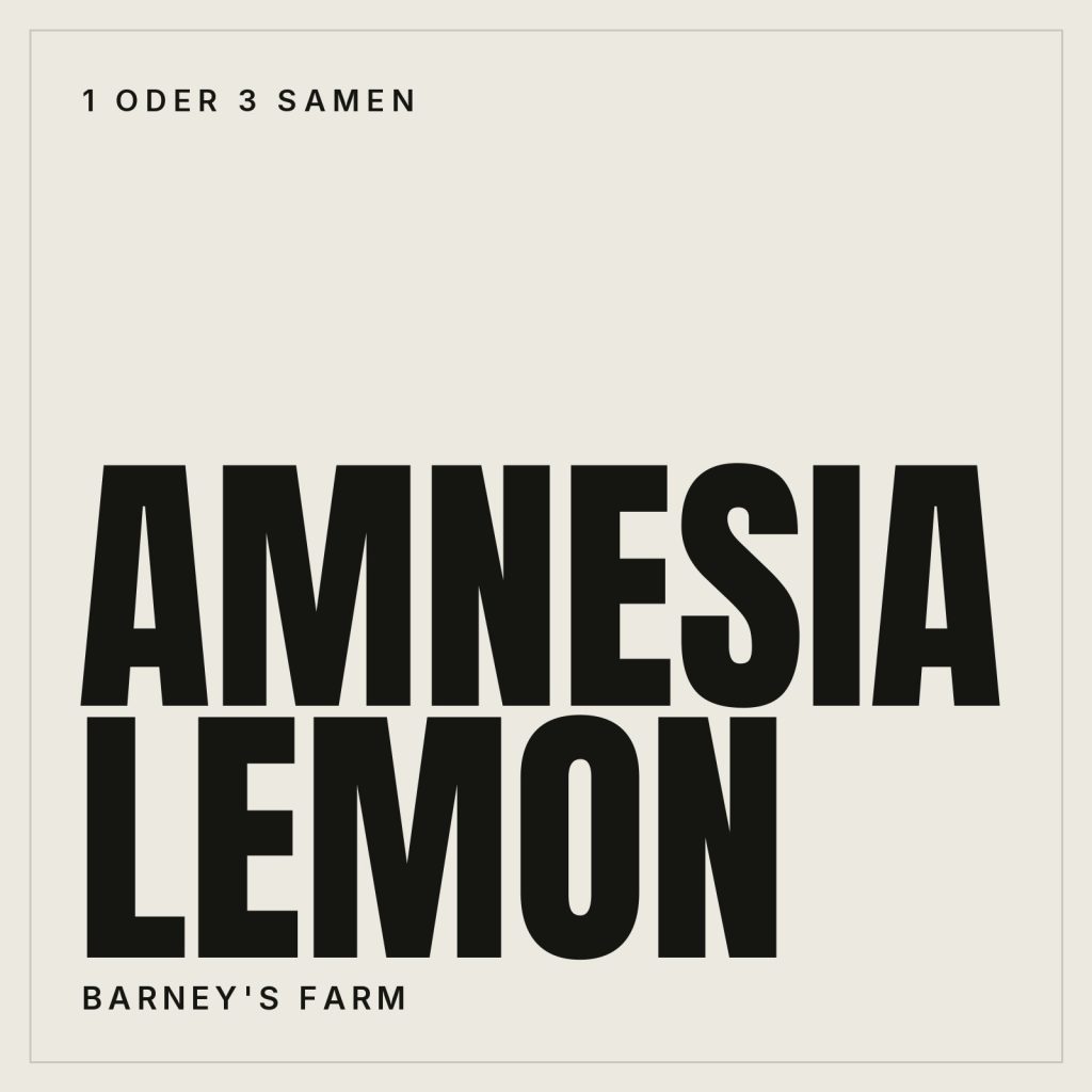 Barney's Farm Amnesia Lemon Samen