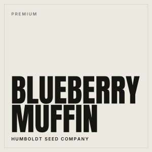 Blueberry Muffin Steckling