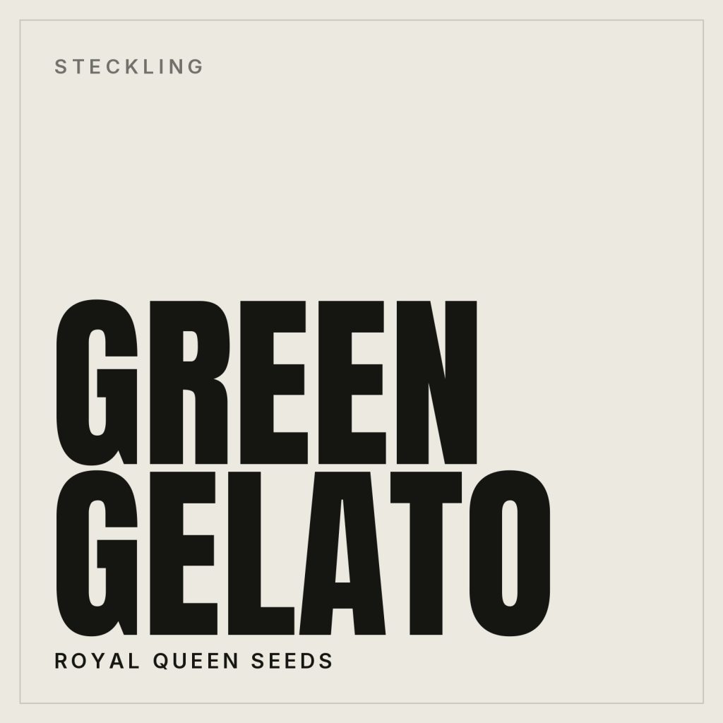 Green Gelato Steckling