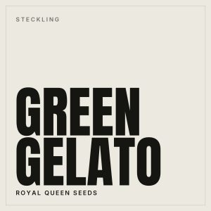 Green Gelato Steckling