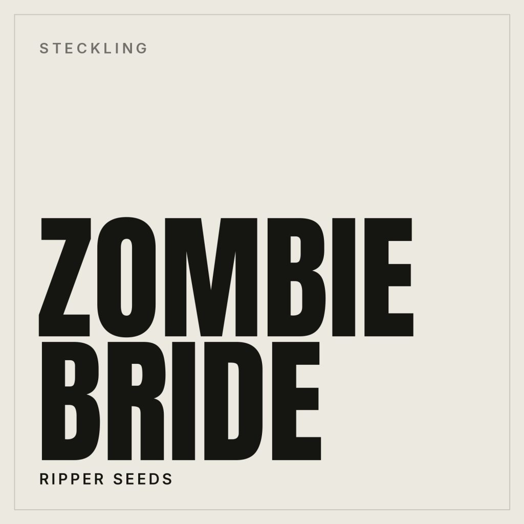 Zombie Bride Steckling