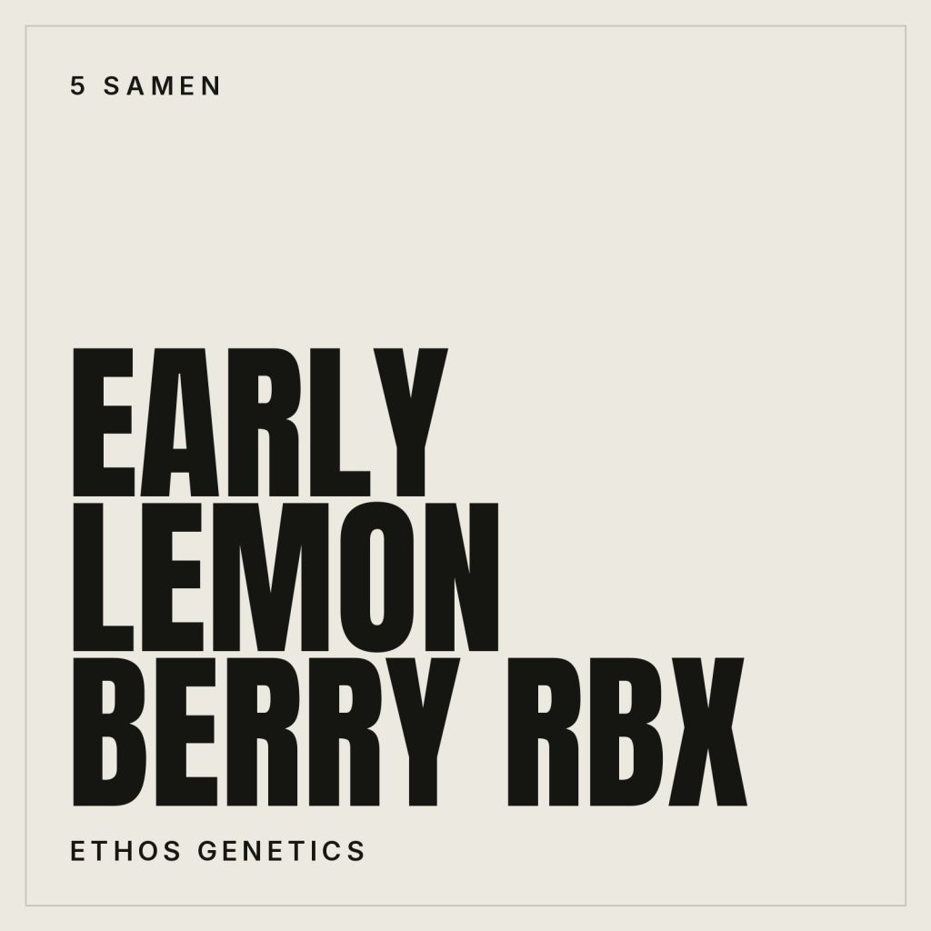 Ethos Genetics Early Lemon Berry RBX Feminisierte Hanfsamen