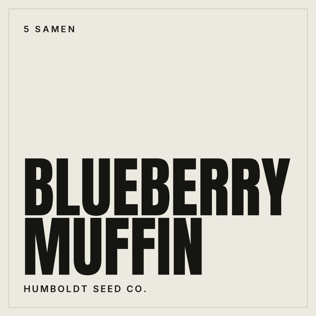 Humboldt Seed Co. Blueberry Muffin Feminisierte Hanfsamen