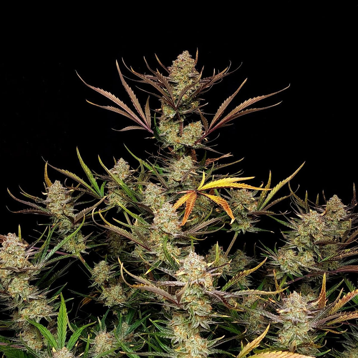 Fast Buds Apple Strudel Hanfsamen - Autoflowering