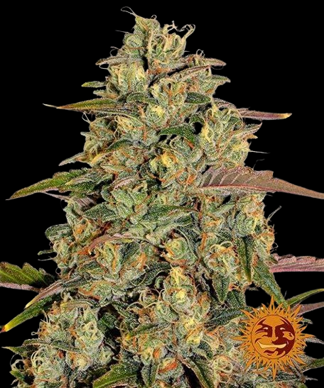 Barney's Farm Barneys Farm Amnesia Lemon Samen