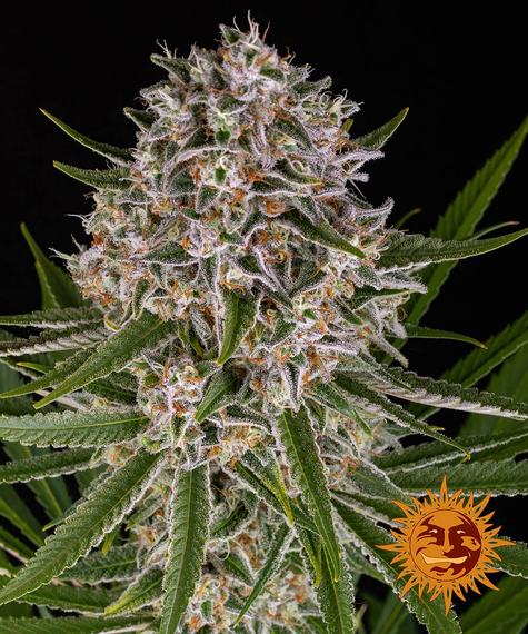 Barney's Farm Barneys Farm Lemon Haze Automatic Samen