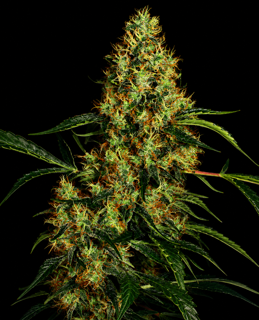 Sensi Seeds Mexican Sativa