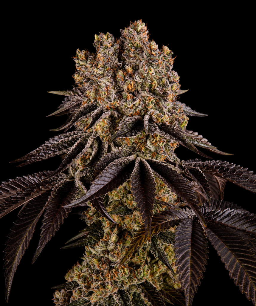 Barney's Farm Barneys Farm Purple Punch Hanfsamen