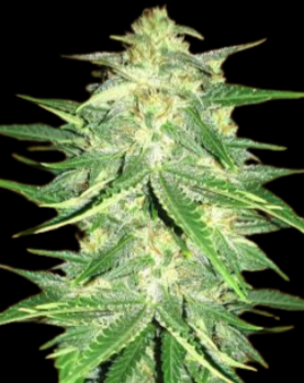Fast Buds Lemon AK - Autoflowering