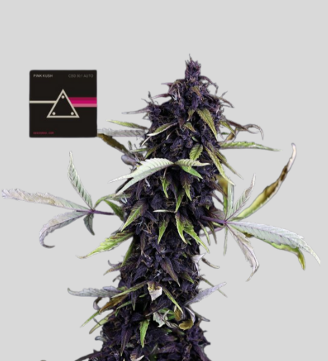 Seedsman Pink Kush CBD 30:1 Samen - Autoflowering