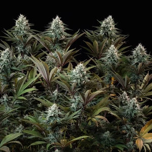 Royal Queen Seeds Astro Lemonade F1 Hanfsamen