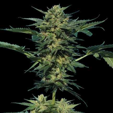 Serious Seeds White Russian Automatic Samen