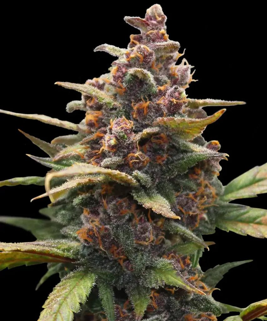 Barney's Farm Barneys Farm Ayahuasca Purple Samen