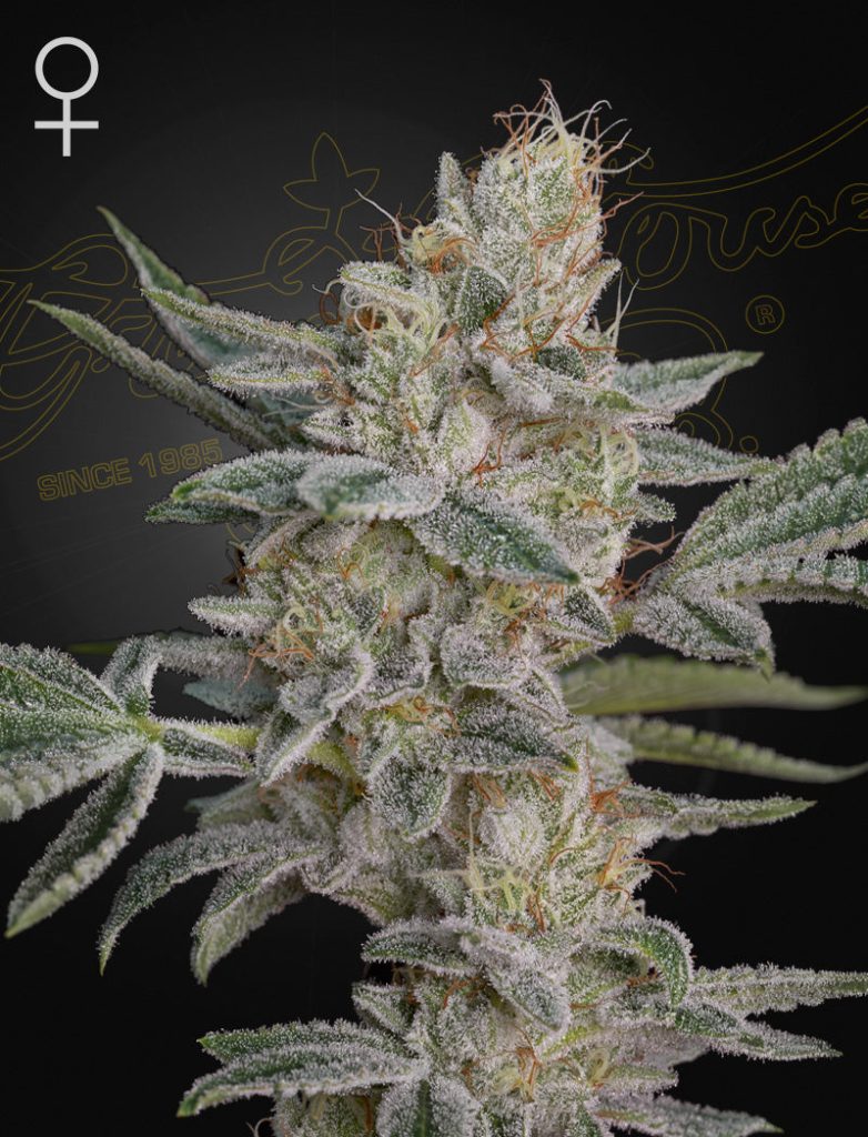 Greenhouse Seed Co. Super Lemon Haze x RS11 Hanfsamen