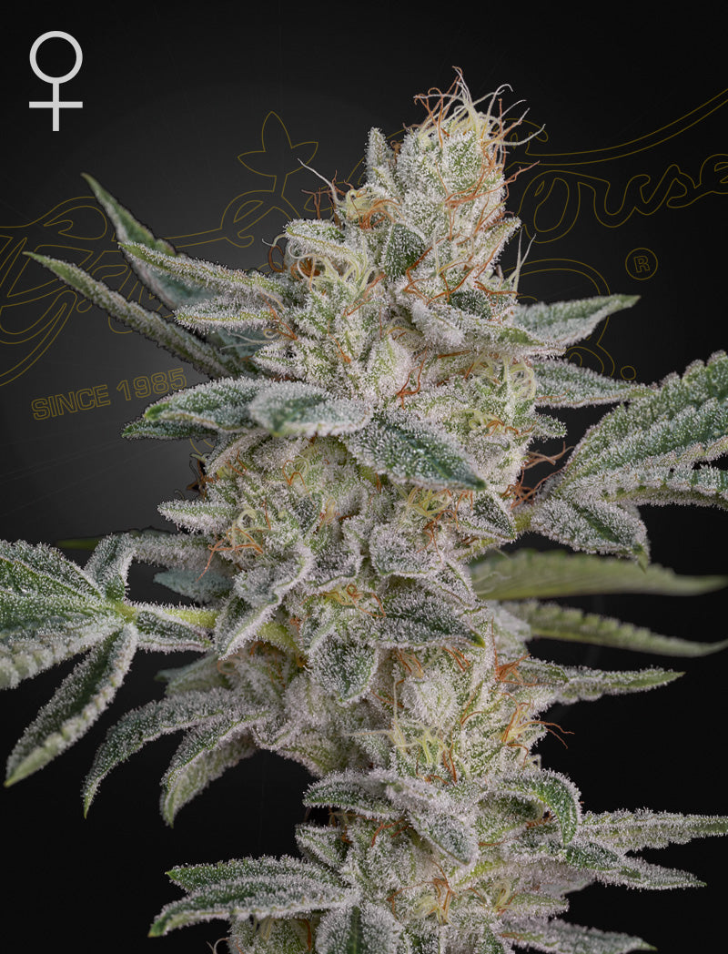 Greenhouse Seed Co. Super Lemon Haze x RS11 Hanfsamen