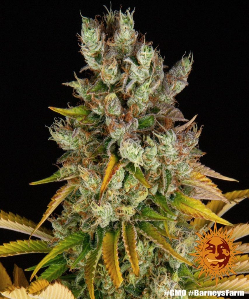 Barney's Farm Barneys Farm GMO Automatic Samen