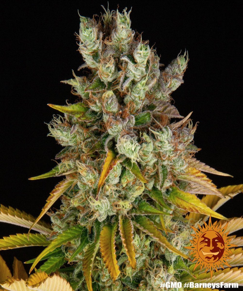 Barney's Farm Barneys Farm GMO Automatic Samen