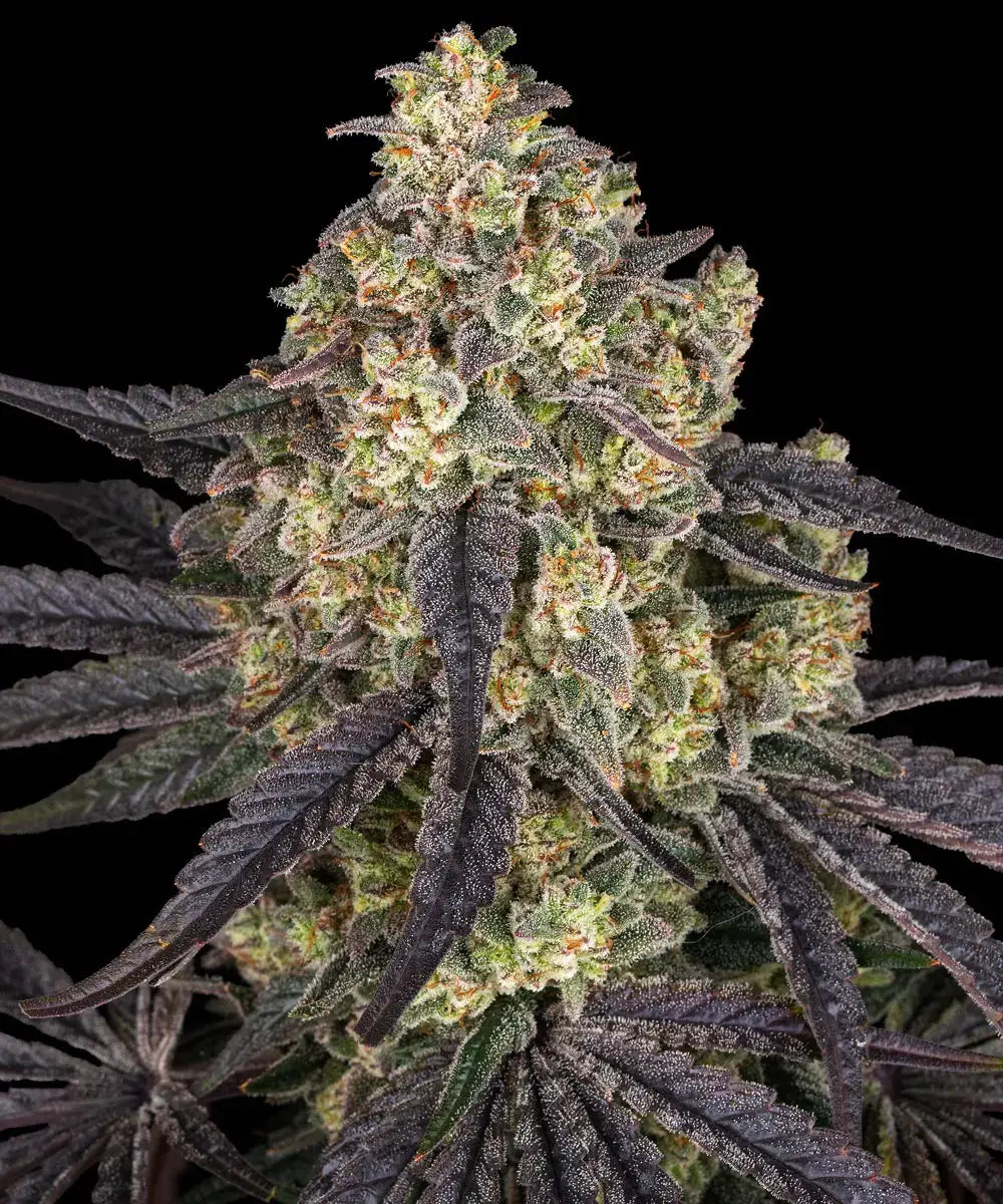 Barney's Farm Barneys Farm Kush Minz Samen