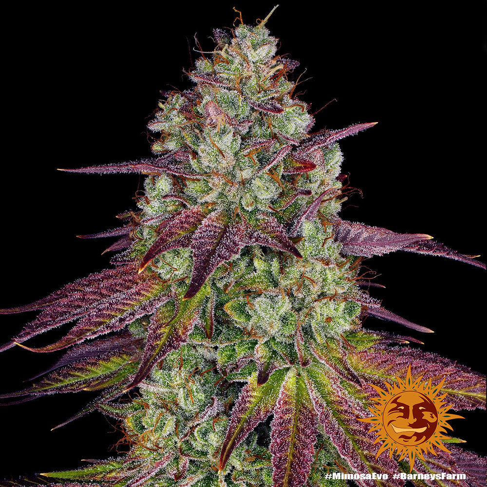 Barney's Farm Barneys Farm Mimosa Evo Samen