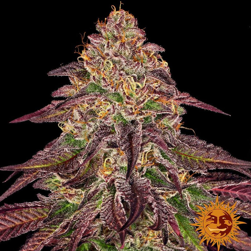 Barney's Farm Barneys Farm Mimosa x Orange Punch Automatic Samen