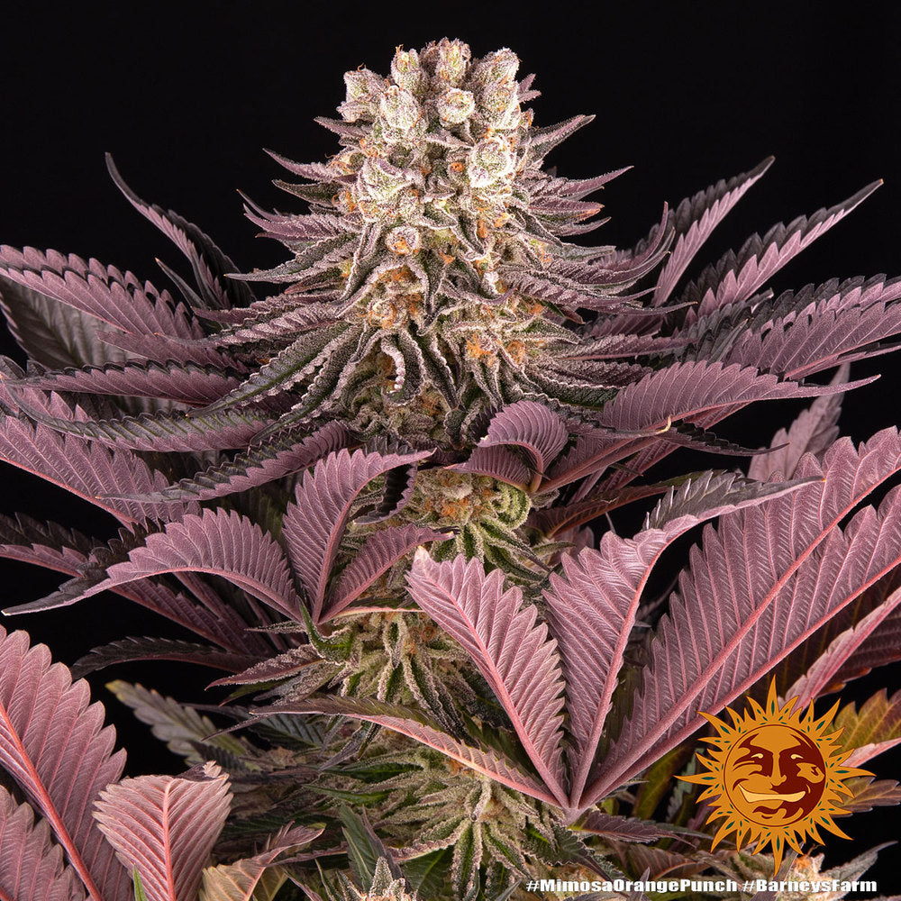 Barney's Farm Barneys Farm Mimosa x Orange Punch Samen