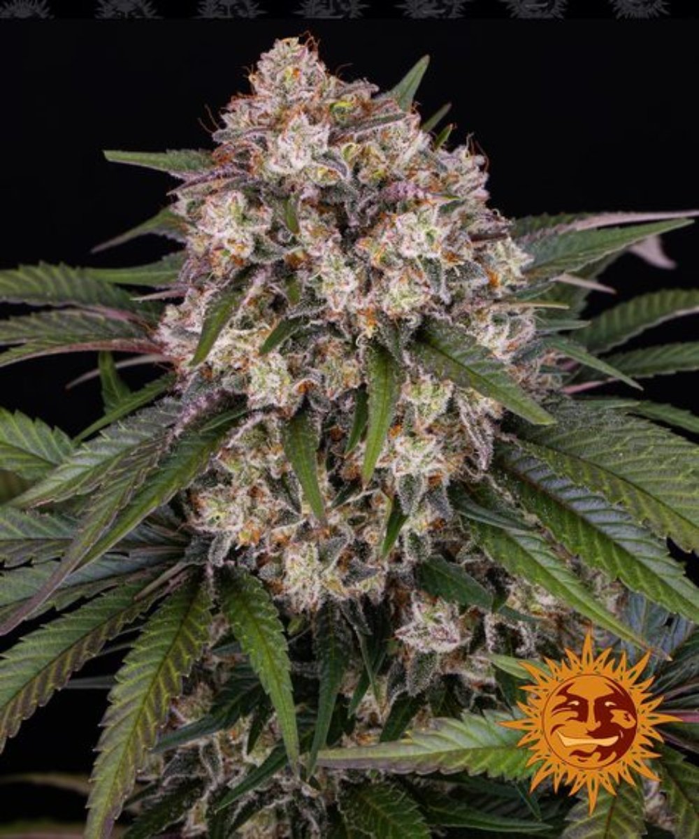 Barney's Farm Barneys Farm OG Kush Samen