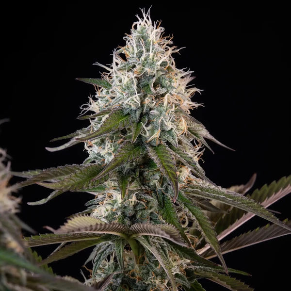 Royal Queen Seeds Orbital Banana F1 Hanfsamen