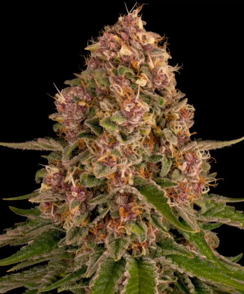 Barney's Farm Barneys Farm Pink Kush Samen