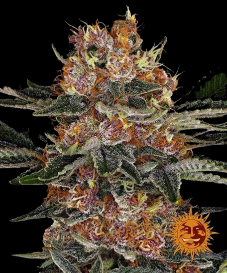 Barney's Farm Barneys Farm Purple Punch Automatic Samen