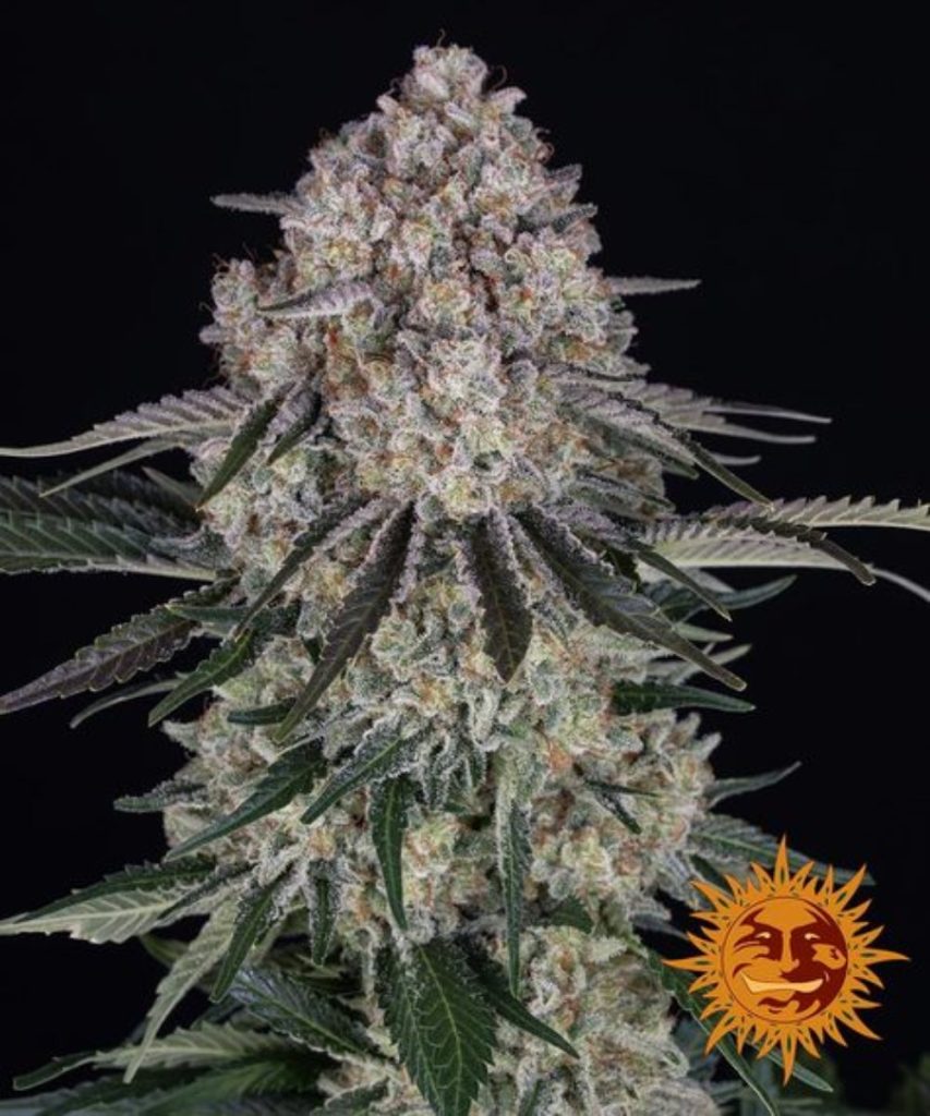 Barney's Farm Barneys Farm Sour Diesel Automatic Samen
