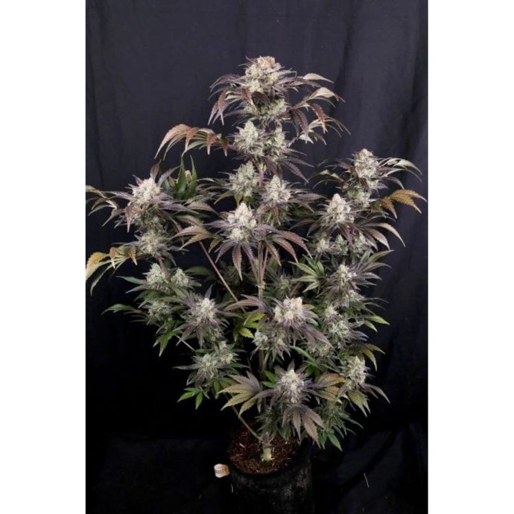 Fast Buds Fastbuds Frost Banger F4 Hanfsamen - Autoflowering