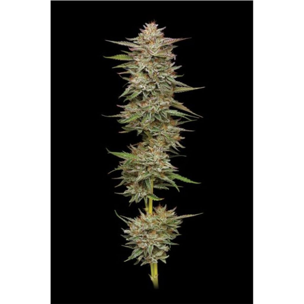 Humboldt Seed Co. Banana OG Feminisierte Hanfsamen