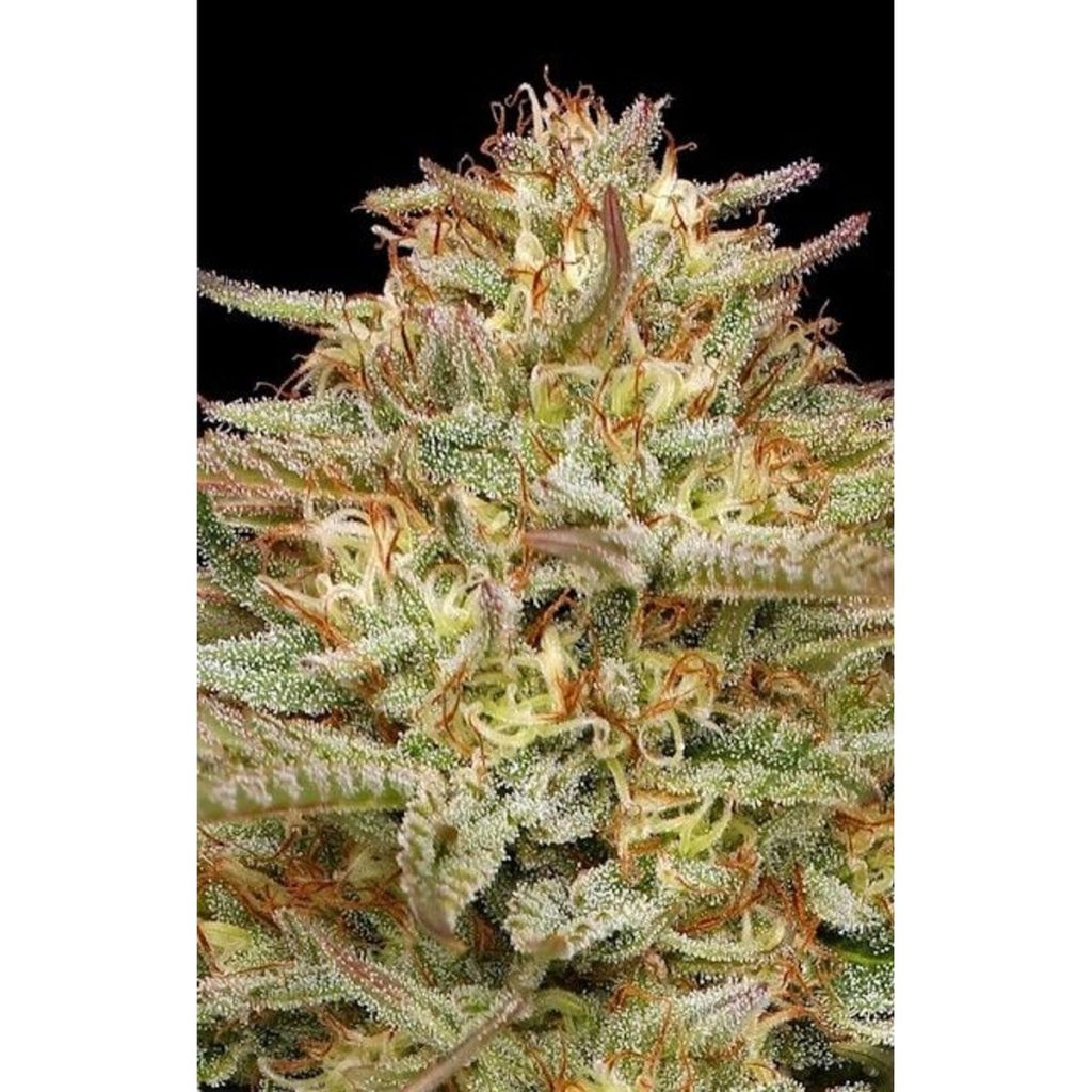 Humboldt Seed Co. Orange Creampop Feminisierte Hanfsamen