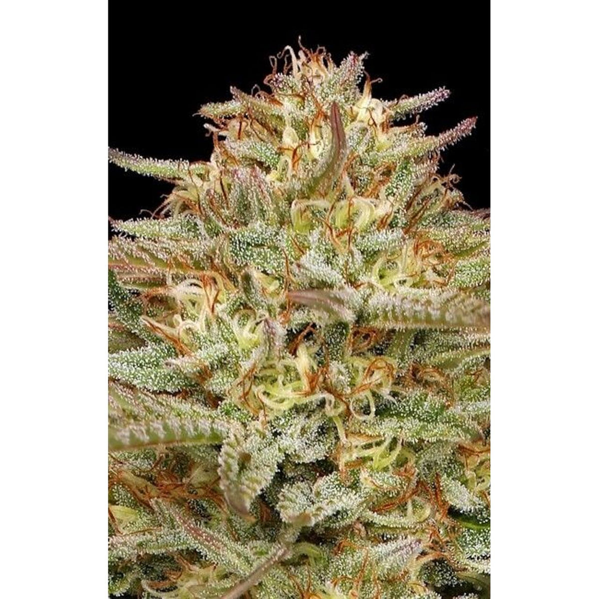 Humboldt Seed Co. Orange Creampop Feminisierte Hanfsamen