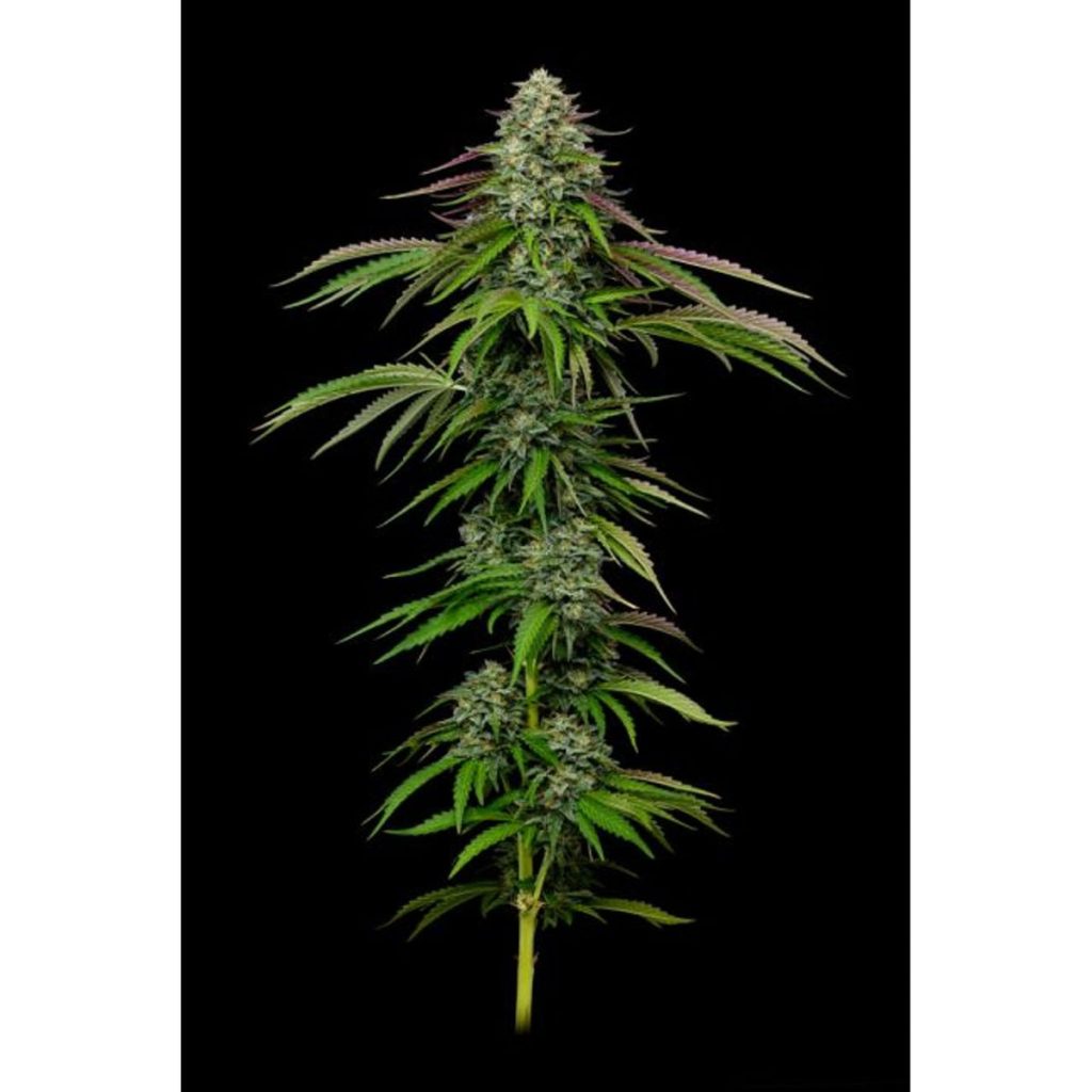 Humboldt Seed Co. Garlic Budder Autoflowering Hanfsamen