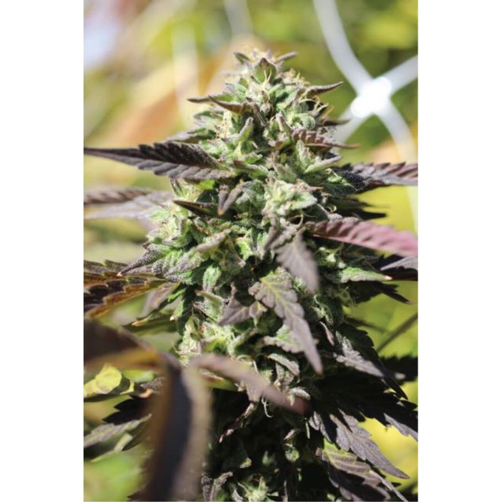 Humboldt Seed Co. Chunkadelic Auto Autoflowering Hanfsamen
