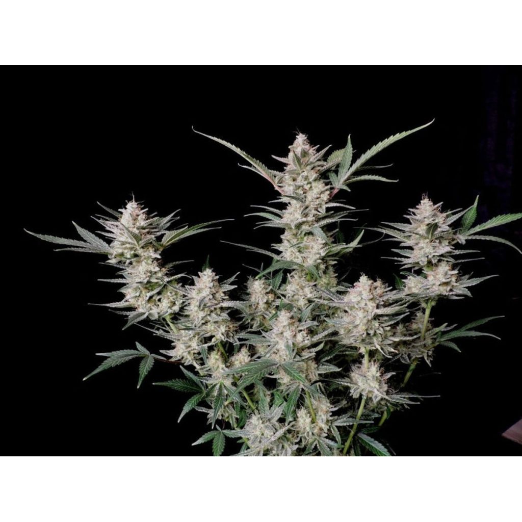 Fast Buds Strawberry Gorilla - Autoflowering