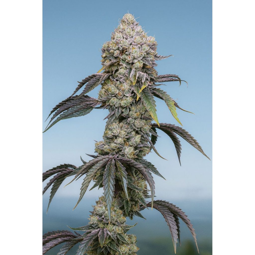 Sweet Seeds Mandarine Z F1 Fast Version Samen