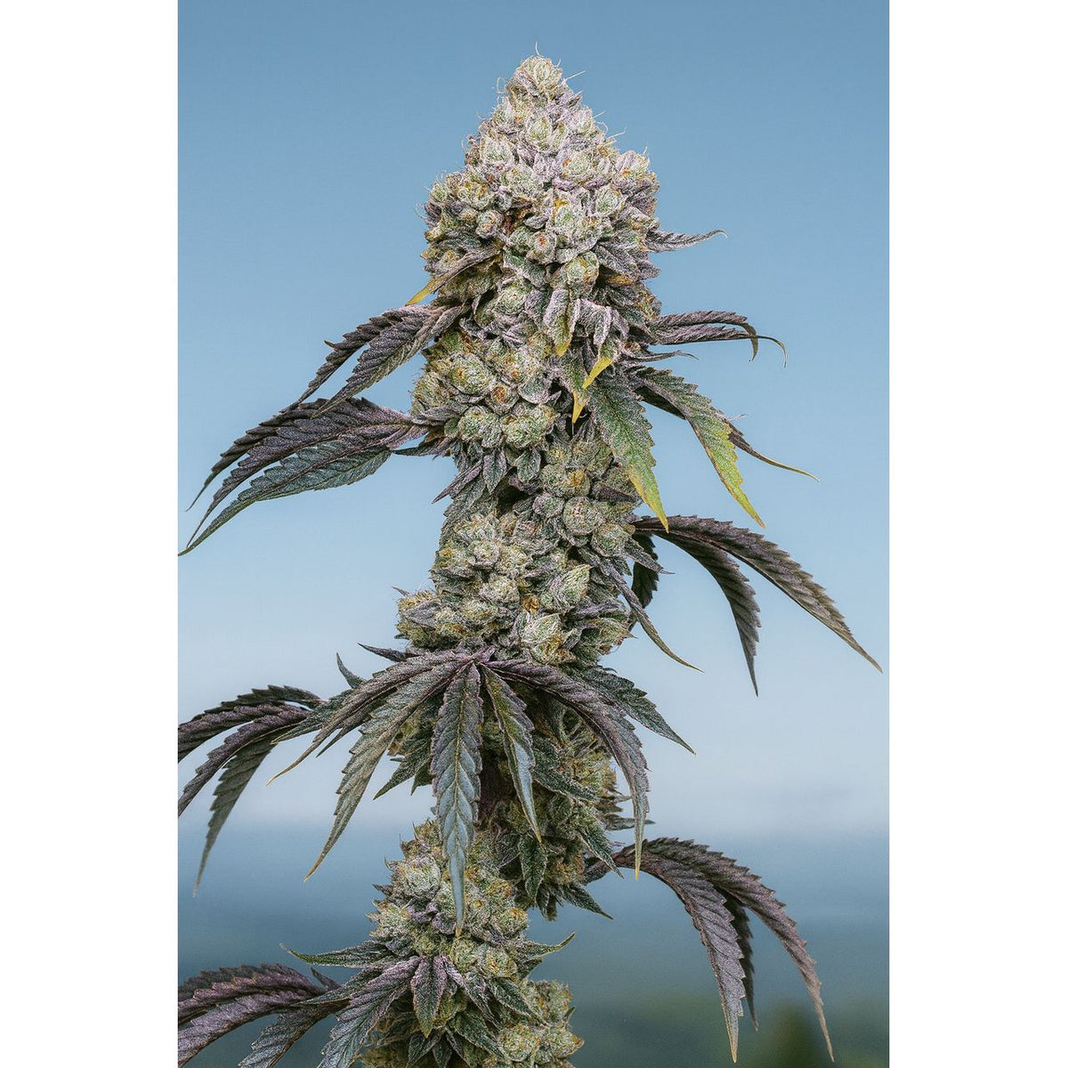 Sweet Seeds Mandarine Z F1 Fast Version Samen