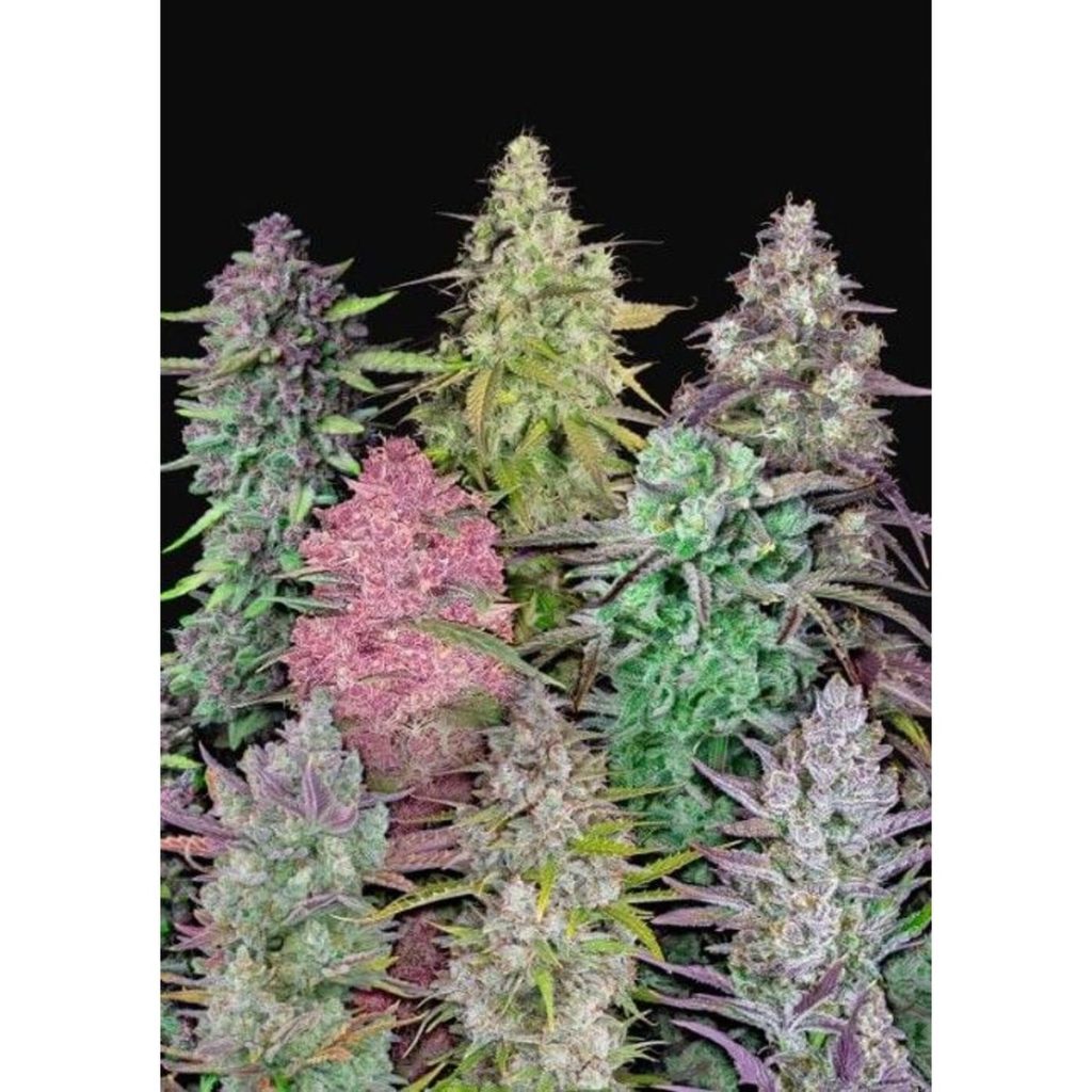 Fast Buds Fastbuds Mixed Pack Hanfsamen - Autoflowering
