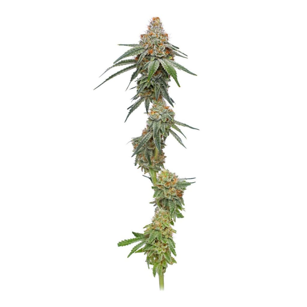Humboldt Seed Co. Pineapple Upside Down Cake Hanfsamen