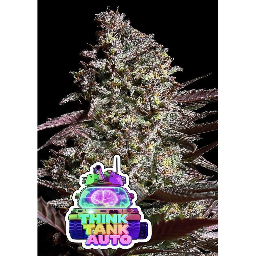 Anesia Seeds Think Tank Hanfsamen - Autoflowering