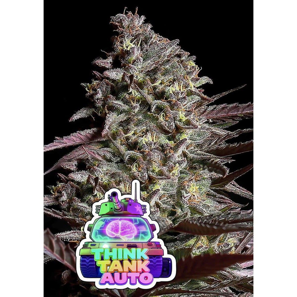 Anesia Seeds Think Tank Hanfsamen - Autoflowering