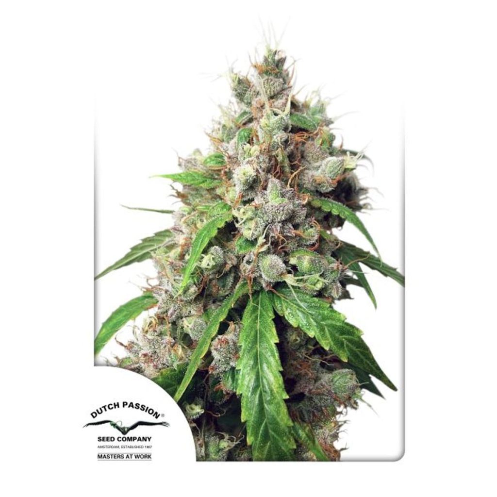 Dutch Passion Euforia Hanfsamen - Autoflowering