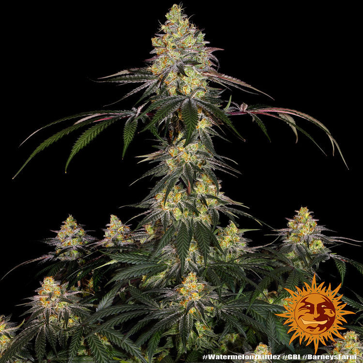 Barney's Farm Barneys Farm Watermelon Zkittlez