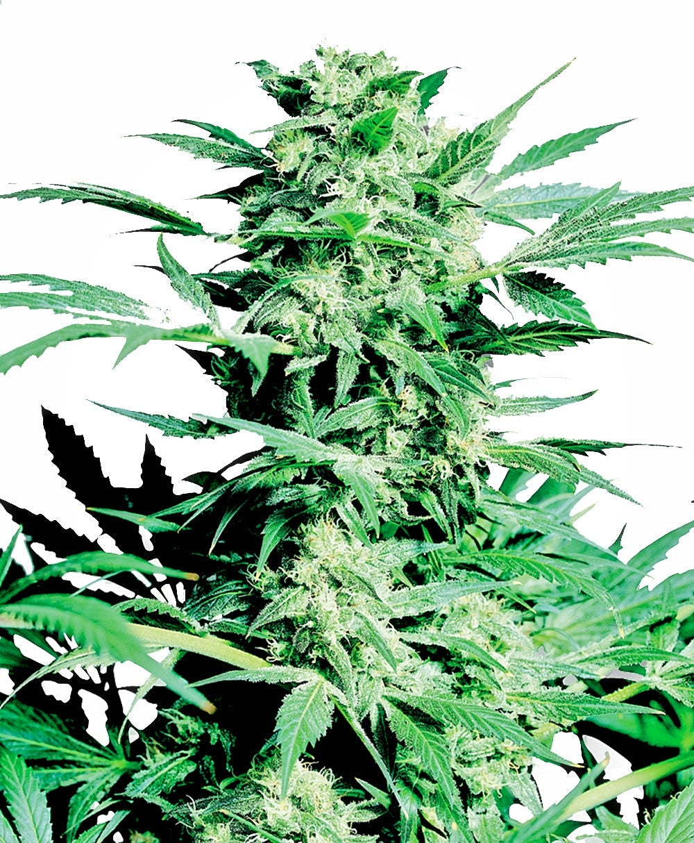 Sensi Seeds Shiva Skunk Feminisierte Hanfsamen