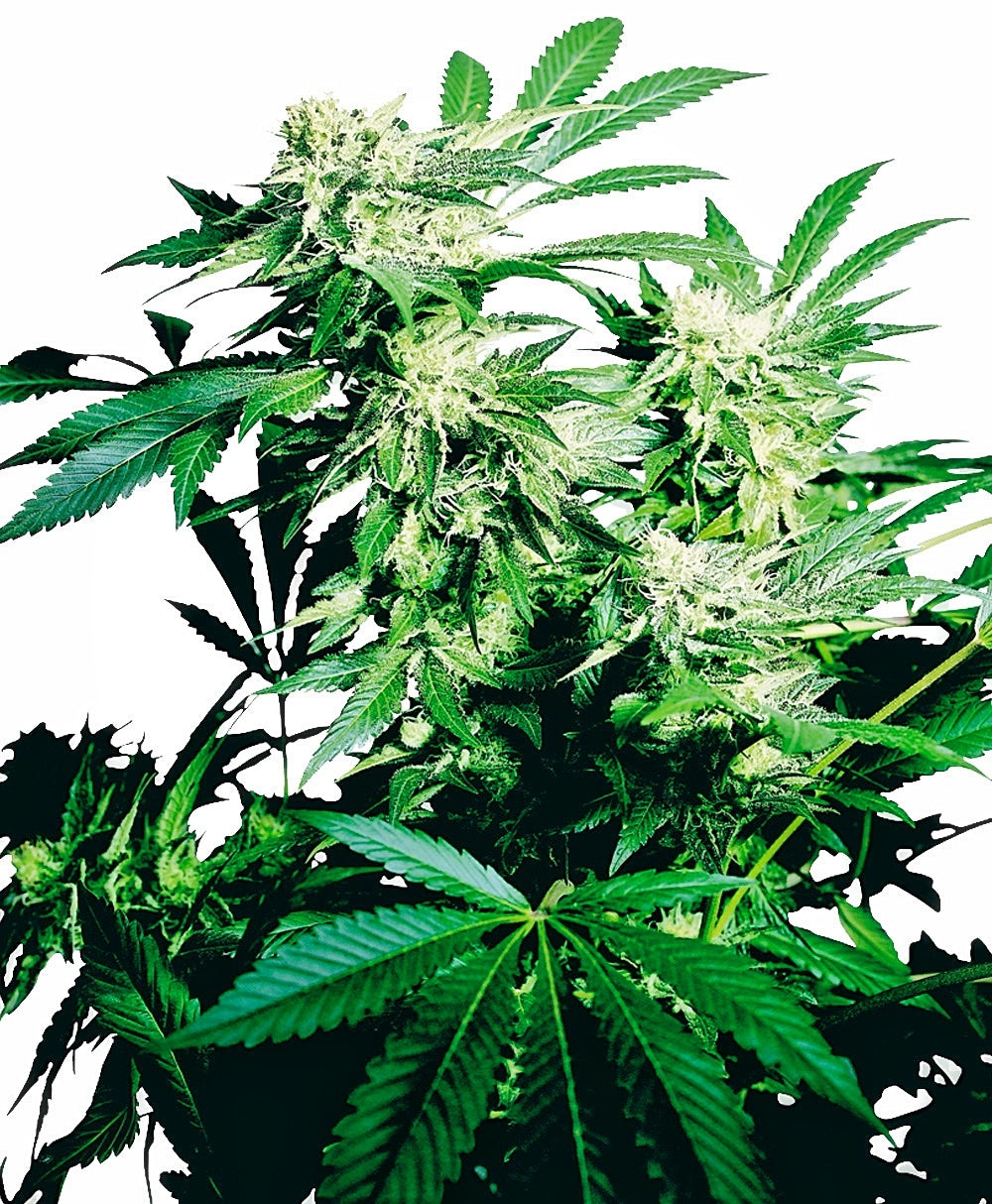 Sensi Seeds Skunk Kush Feminisierte Hanfsamen