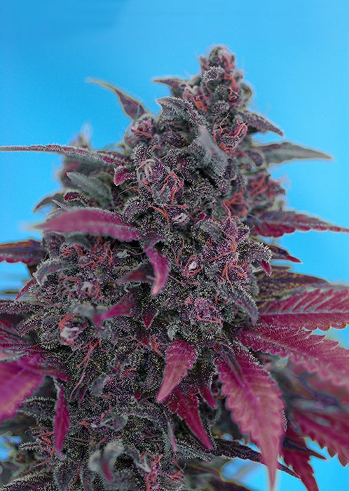 Sweet Seeds Dark Devil Auto Feminisierte Hanfsamen