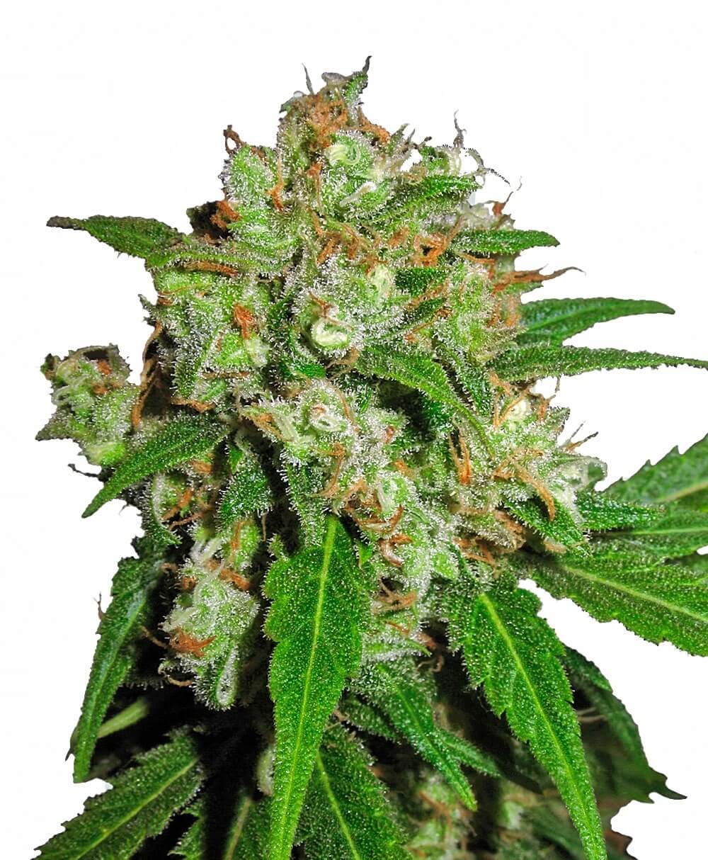 Sensi Seeds Sensi Skunk Feminisierte Hanfsamen